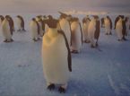 Hakemukset ovat avoinna pingviinipostitoimistossa Etelämantereella